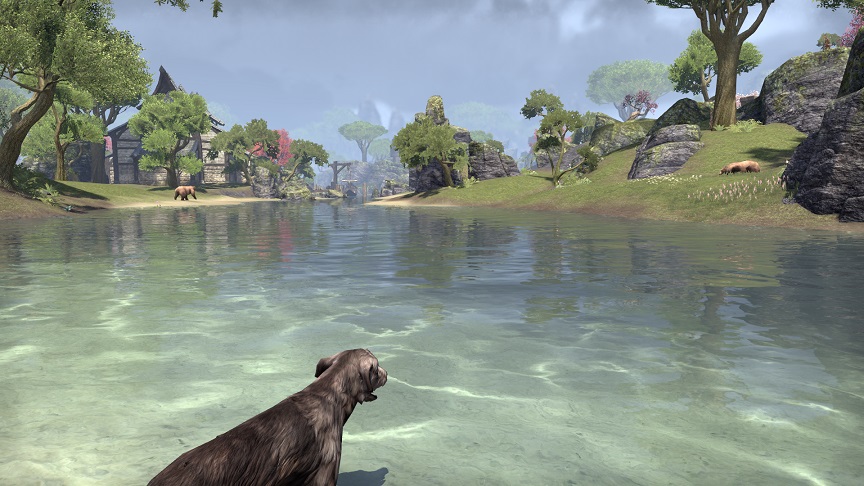 水辺の犬